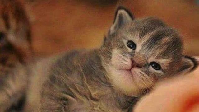 See this video Pictures of beautiful cats