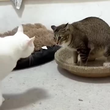 Funniest pets😁😁