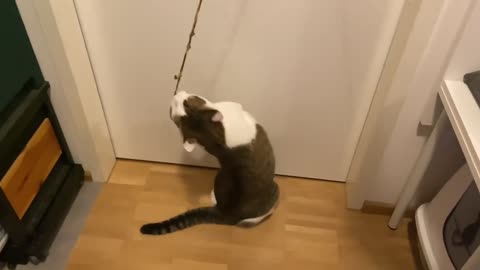 Cute cat | playing