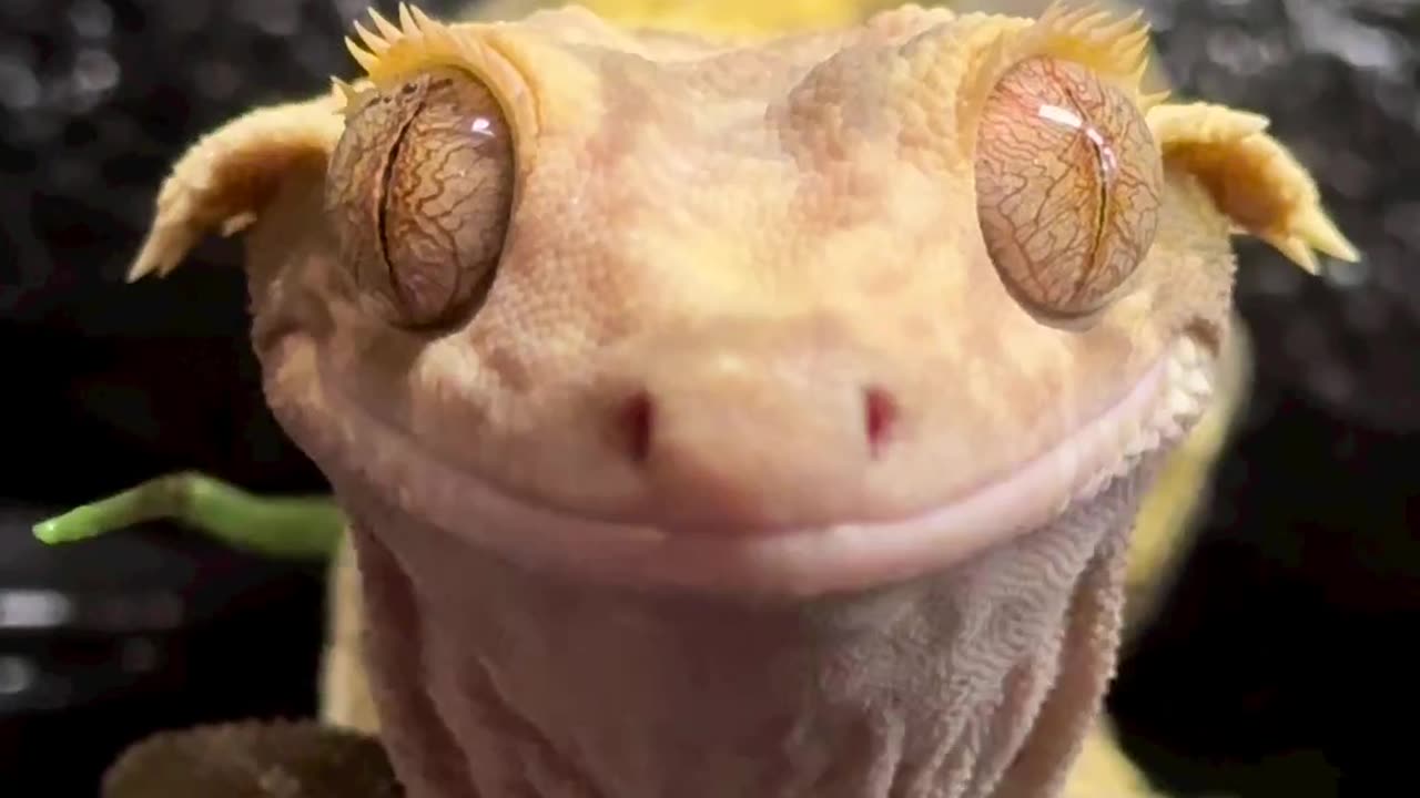 Frog eyes 👀