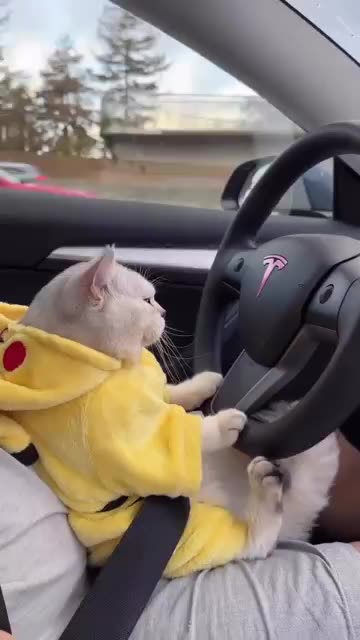 cute cat status video😻 | cat driving tesla #shortvideo #ytshorts #youtubeshorts #shortsfeed #shorts