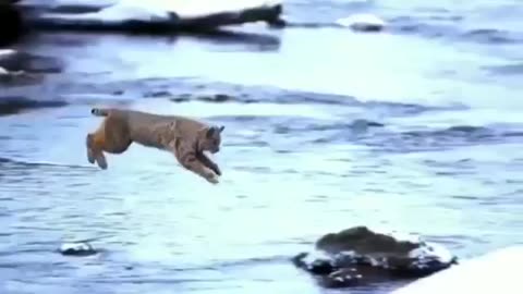 The cat crossed the river in one jump #shorts #viral #shortsvideo #video