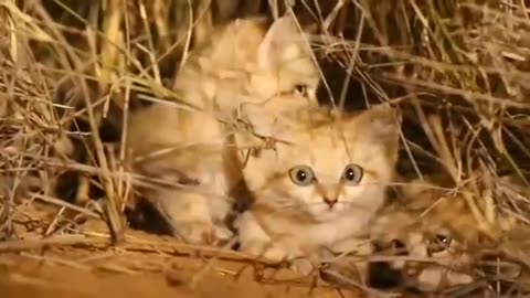 Barkhan's cat.Their maximum recorded weight is 3.5 kg.