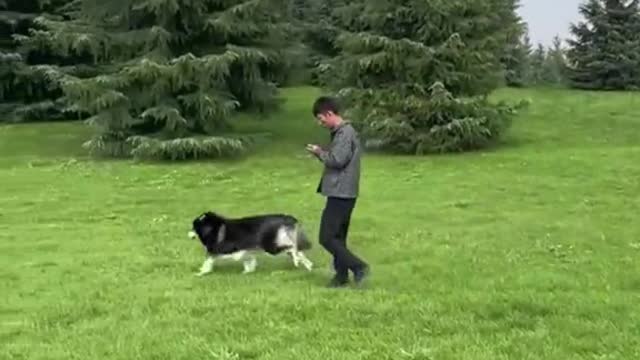 Interesting animal world,Make you laugh every day and enjoy a good mood.