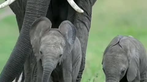 Elephants mother-child love