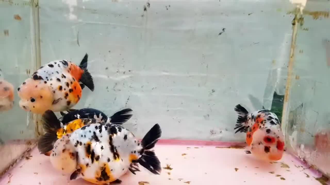 The most beautiful Calico Ranchu goldfish collection-3