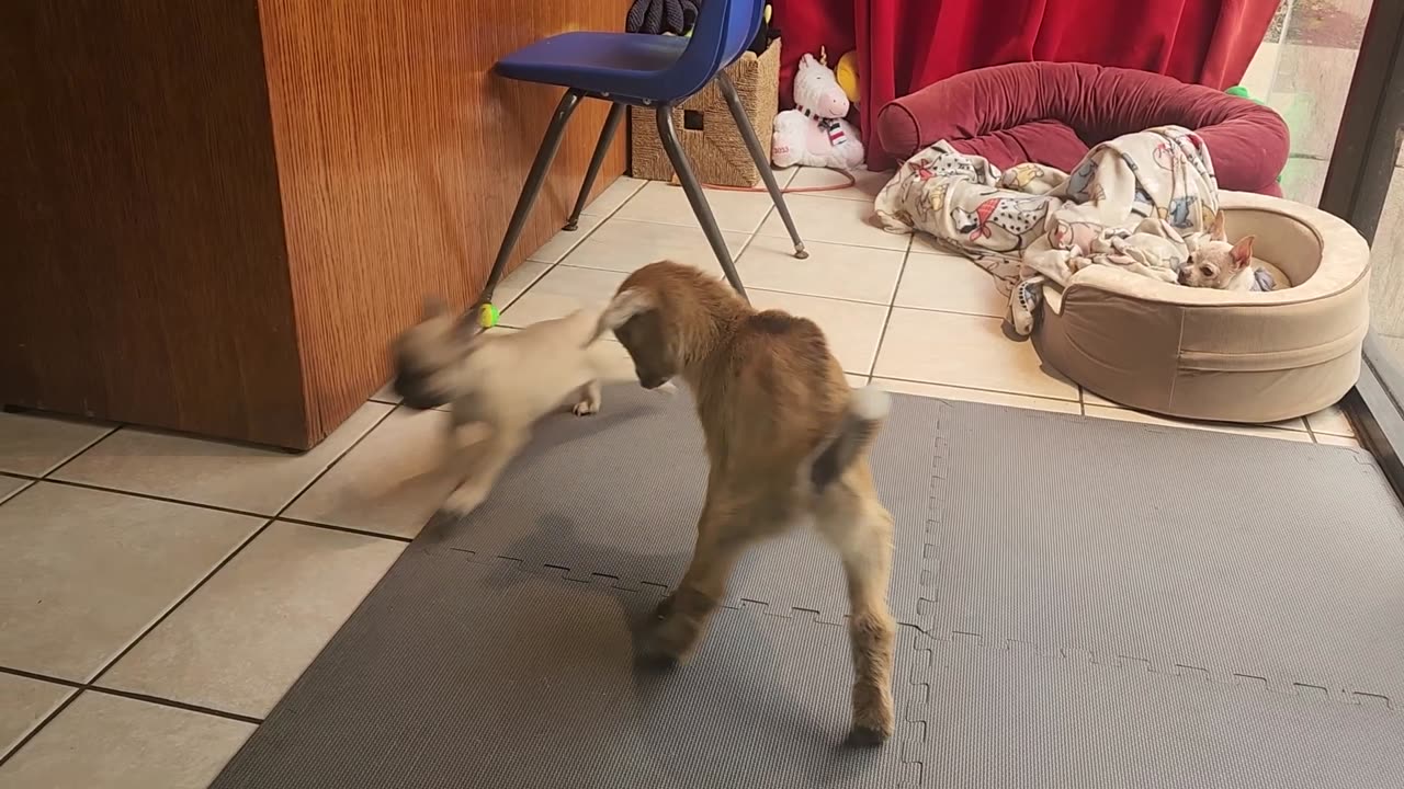 Baby Goat and Frenchie Puppy Turn the Cute Up to 11