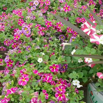 Beautiful Flowering Plants ❤️.