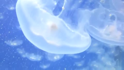 moon jellyfish