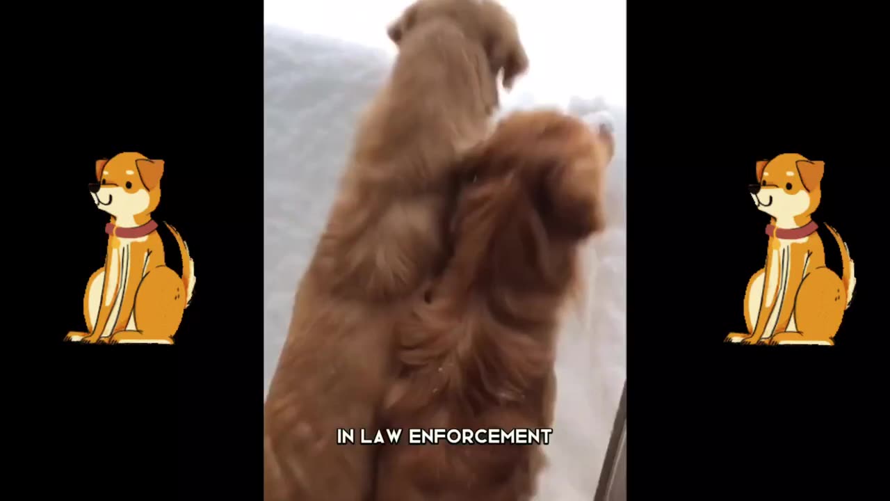 Qualities of Golden Retriever 🥰