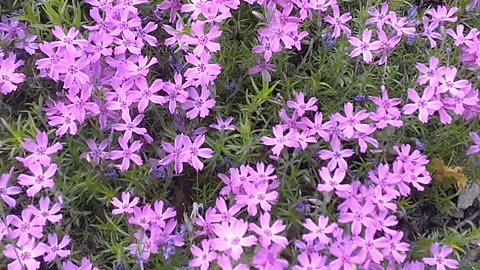 Moss Phlox