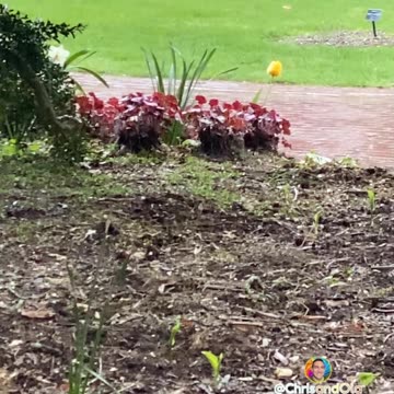 TULIP IN A RAINSTORM!