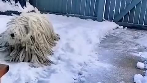 Is this a mop or a dog