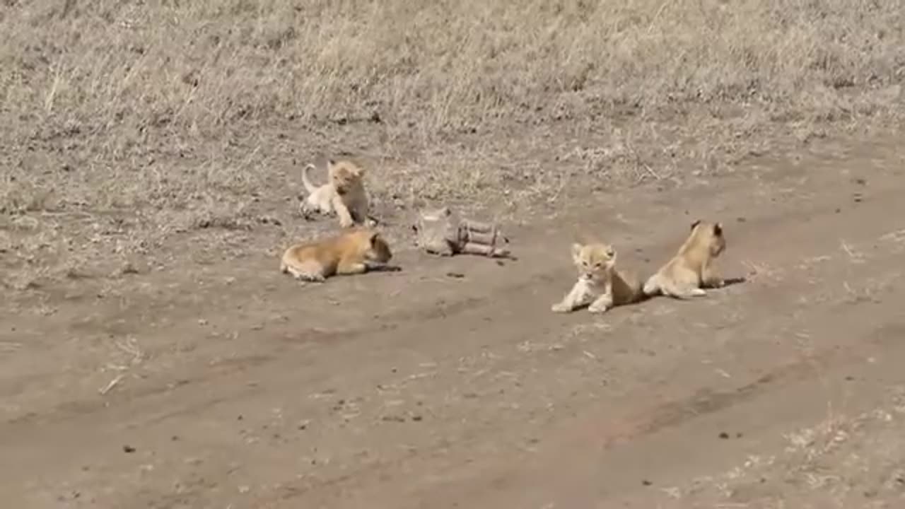 cute newborn lion cubs