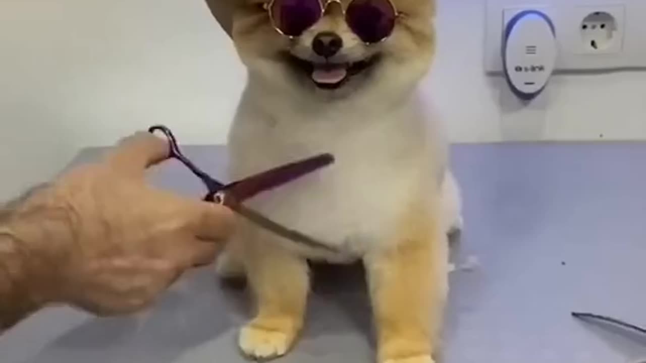 Cute Dog Hair Cut