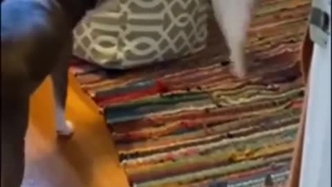 Cute and Funny Animal Video😂|| Funniest Viral Puppy Cat clips😹|| #shorts video #funny animals #cats