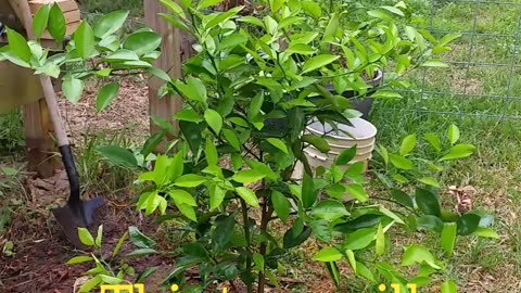 Planting The Grapefruit Tree