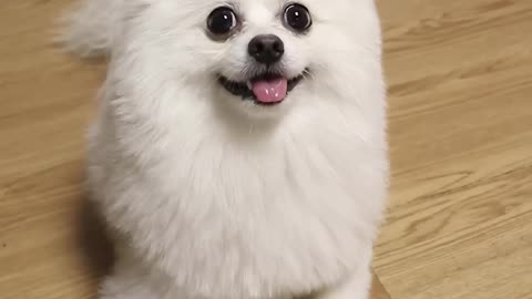 Funny dog playing