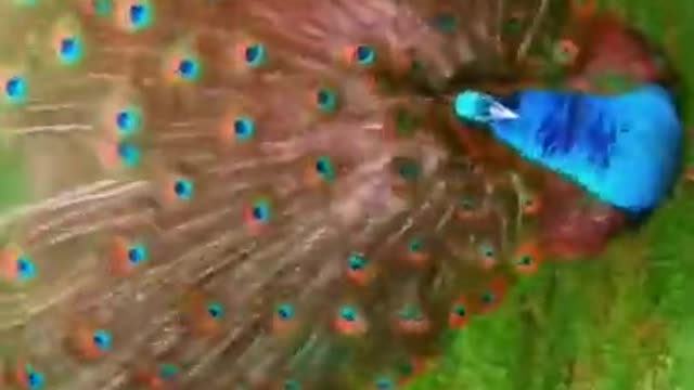 peacock spreading its tail looks beautiful