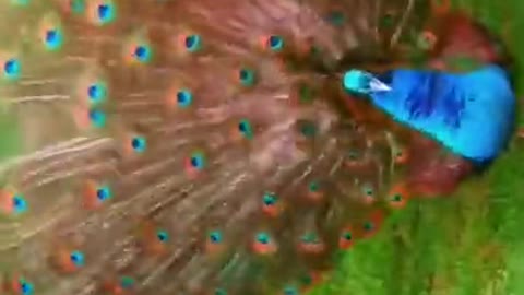 peacock spreading its tail looks beautiful