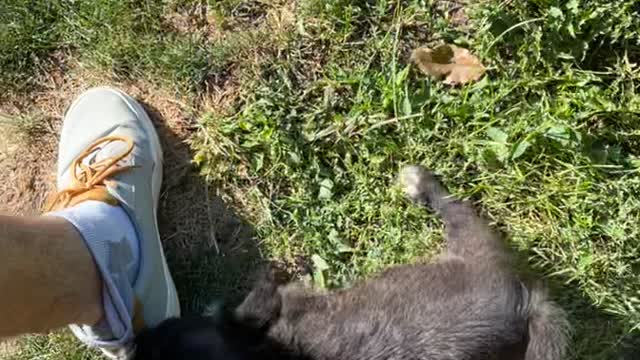 Puppy Doesn't Want to Stop Biting Sock