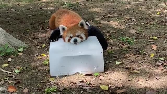 Play with ice cubes in summer