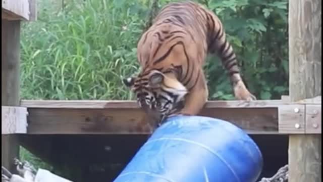 What does the tiger want with the bucket?