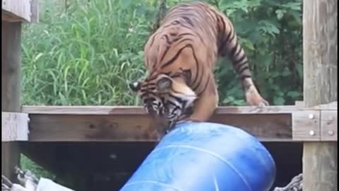 What does the tiger want with the bucket?