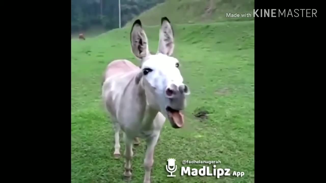 Funniest Animal Video, try not to laught...