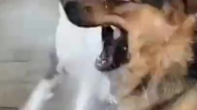 Dogs VS Water