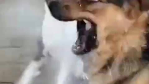 Dogs VS Water