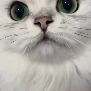 Fanny cat videos | kitty cat video | Cute cat videos | Pet Animal video | Kittycat |