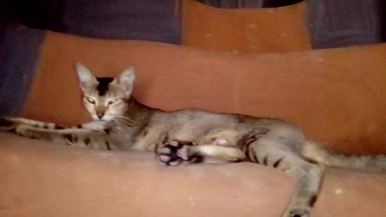 Cat Sleeping in front of door