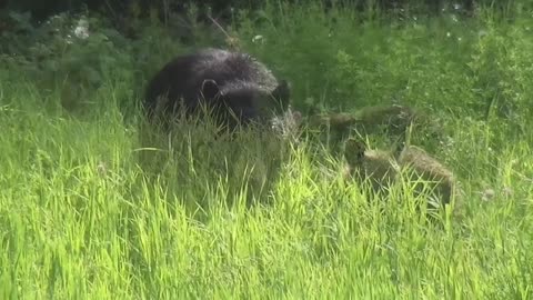 Bear and cubs