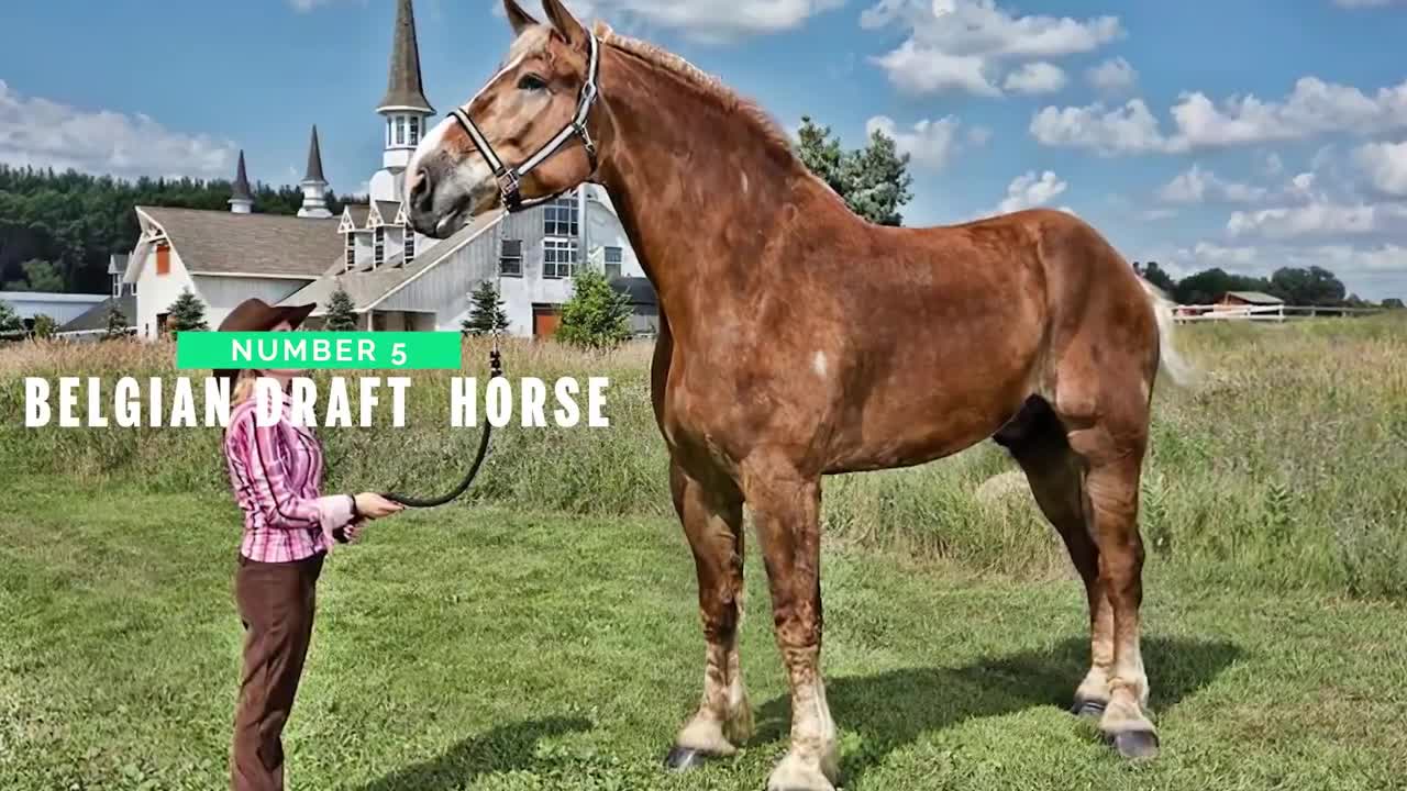 Top 10 Tallest Horses in the World