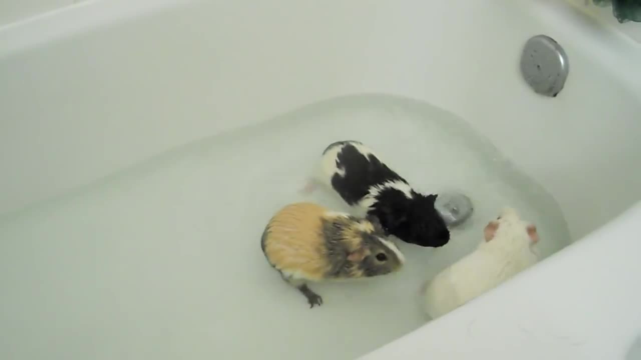 Guinea pig herd having breakfast and dinner