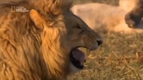 Funny cat video