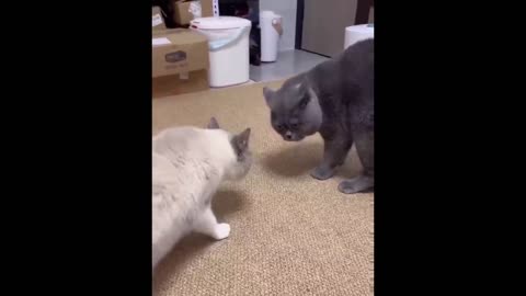 funnest cat and dog