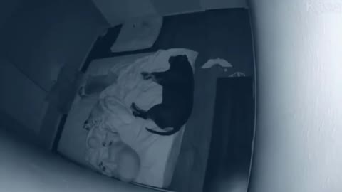 Funny momnet with sleepy dog
