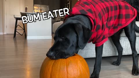 Labrador Plays With A Pumpkin For The First Time!!