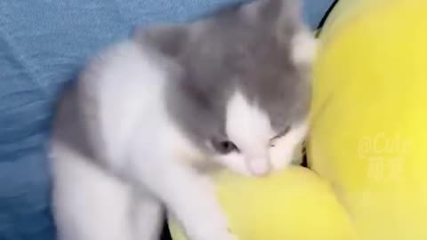 Funny Cats😀