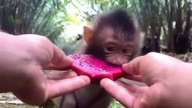 Monkey