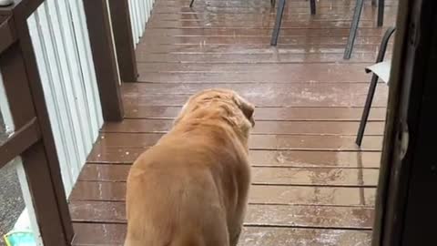 Raining Dozer 😂❤️