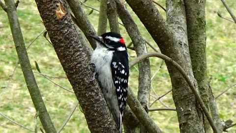 Woodpecker