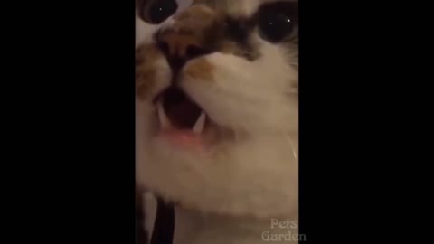 try not to laugh at these pet videos