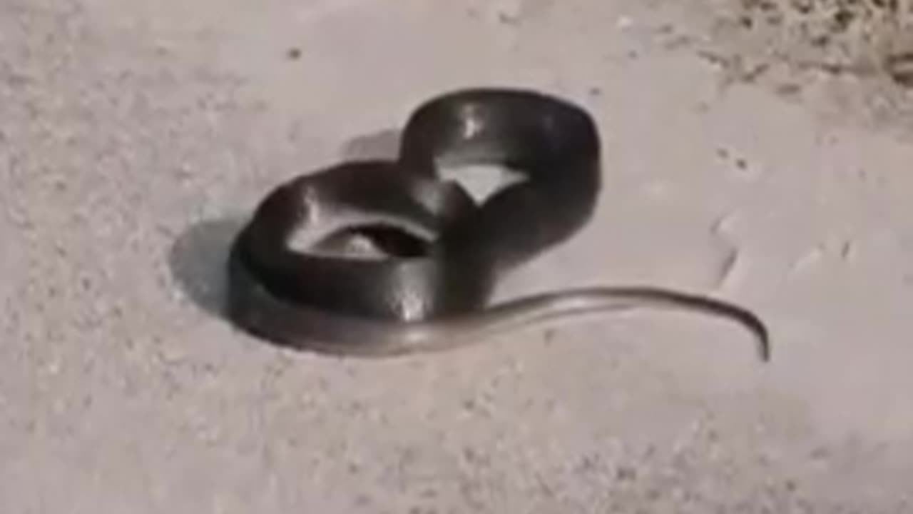 The life and death of the snake