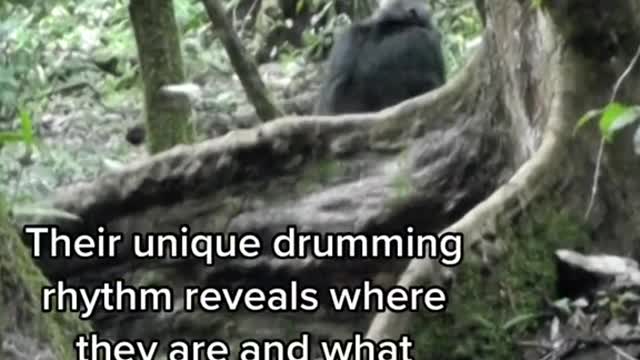 Chimpanzees in the wild have their own signature drumming style, scientists have discovered.