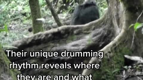 Chimpanzees in the wild have their own signature drumming style, scientists have discovered.