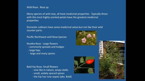 PFTTOT Part 146 Wild Rose