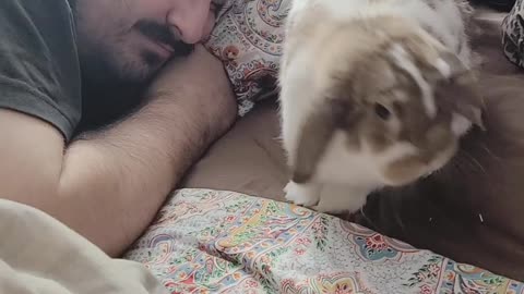 Bunny Wakes Up Dad by Crawling on His Head